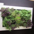 Lienzo naturado slimgreenwall pequeño blanco plantas aromáticas en stand Scotscape en Chelsea Flower Show
