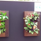 Lienzo naturado slimgreenwall personalizado madera en stand Scotscape en 100 Chelsea Flower Show