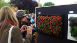 visitantes tomando fotoss a un slimgreenwall en el stand de Scotscape en 100 CHelsea Flower Show