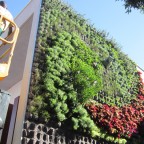 installation living wall at St Mary´s School 4